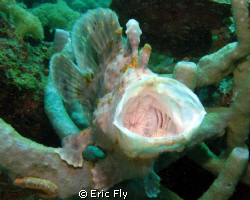 My what a big mouth you have. by Eric Fly 